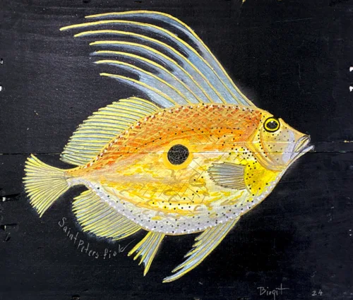 Akrylmaleri af Sct. Petersfisk