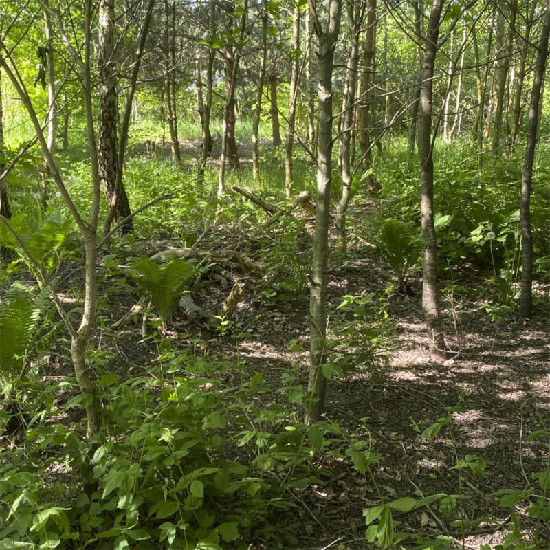 Skovbundsbevoksning