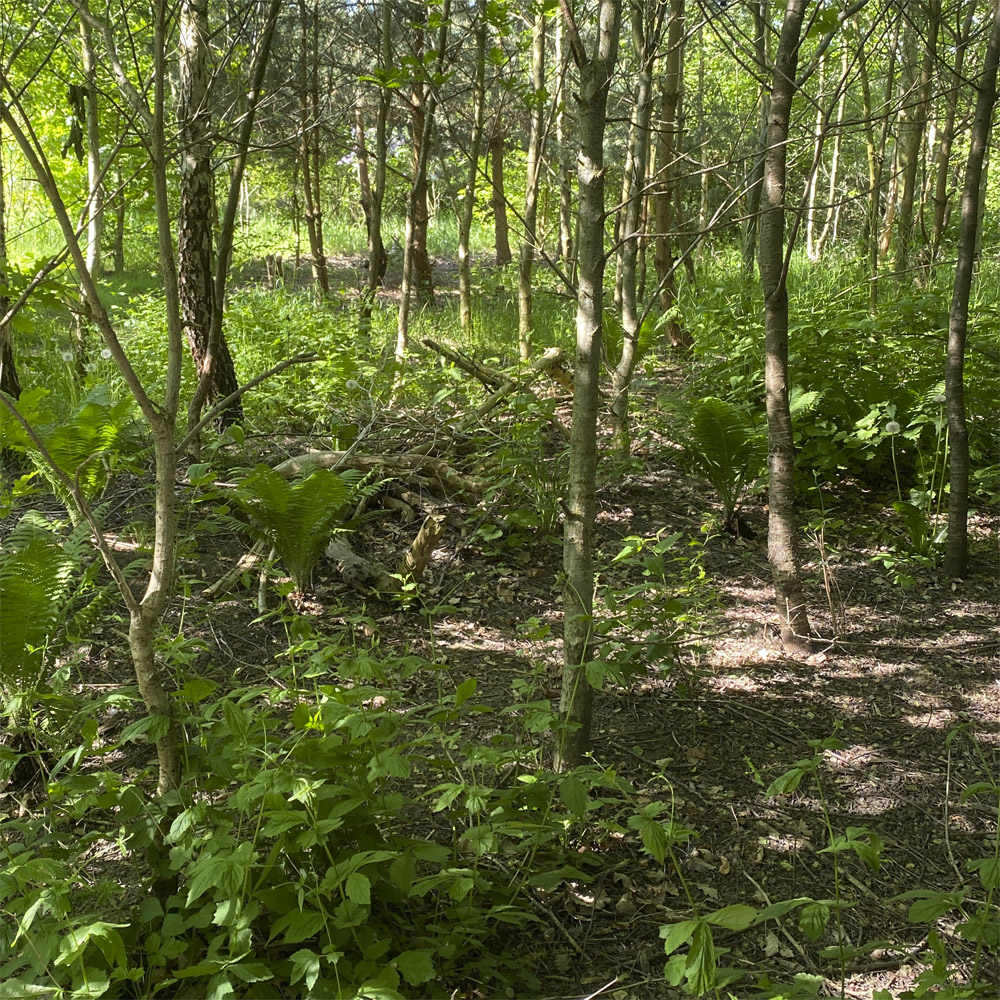 Skovbundsbevoksning