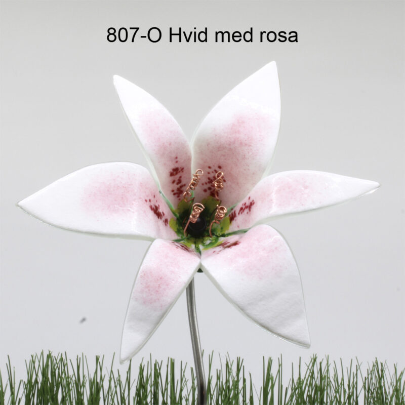 Hvid og roas glaslilje