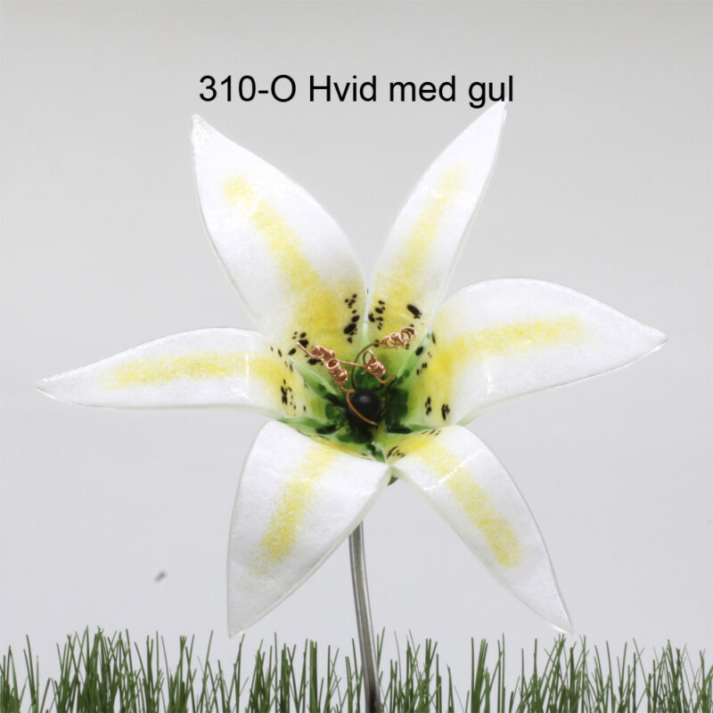 Hvid og gul glaslilje