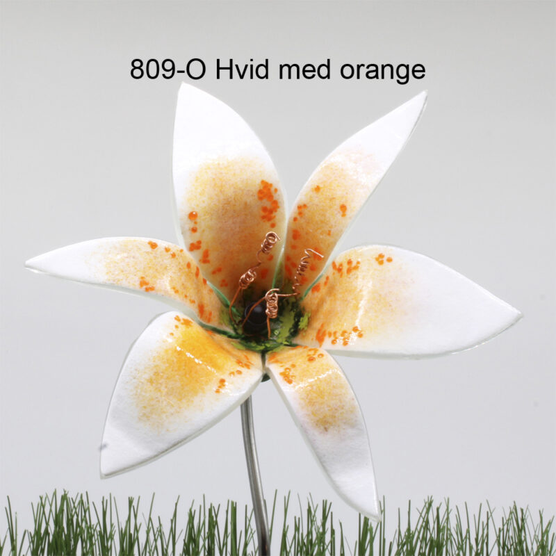 Hvid og orange glaslilje