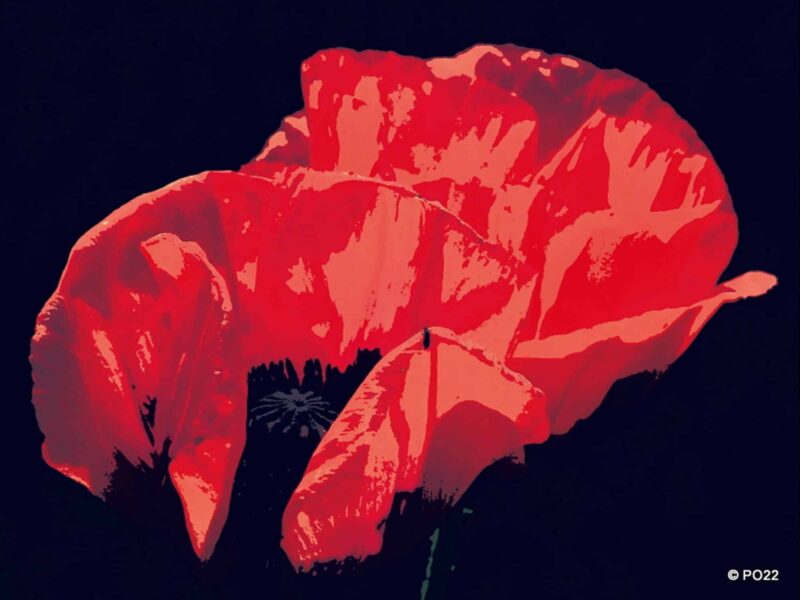 Scarlet in Black (61 * 49 cm) Fotokunst af Peter Odderskær