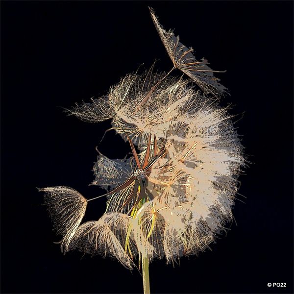 Blow (48 * 48 cm) Fotokunst af Peter Odderskær